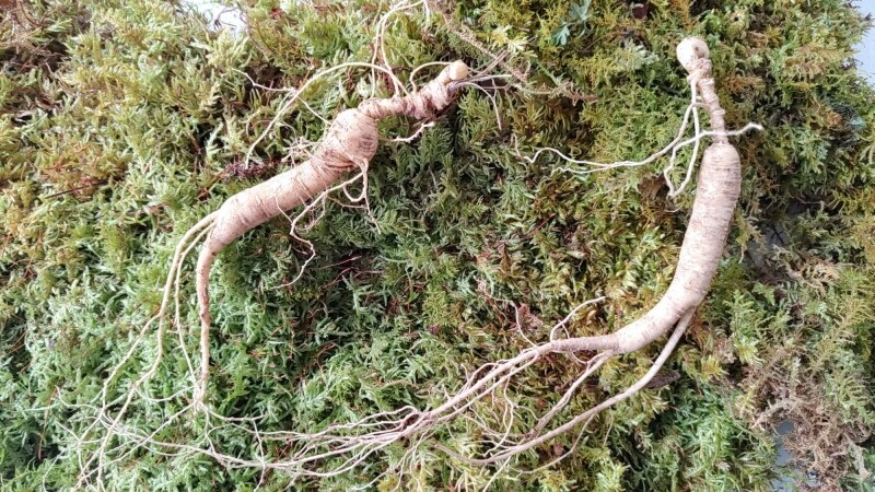 참거래농민장터,직접 캐어가는 산양산삼(장뇌삼) 10~15년근 2뿌리