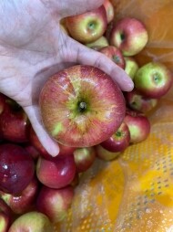 23년 햇사과 새콤한맛이 매력적인 사과 가정용흠과 홍옥 4kg