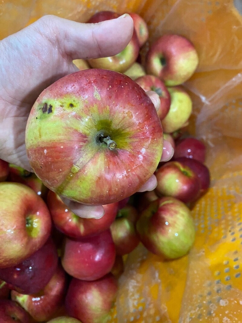 참거래농민장터,23년 햇사과 새콤한맛이 매력적인 사과 가정용흠과 홍옥 4kg
