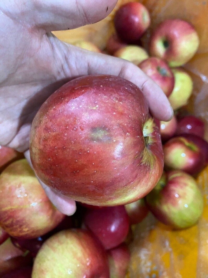 참거래농민장터,23년 햇사과 새콤한맛이 매력적인 사과 가정용흠과 홍옥 4kg