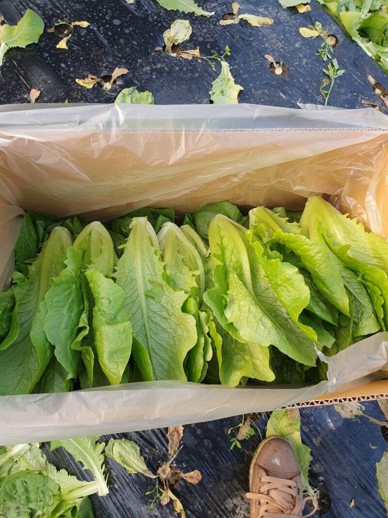 참거래농민장터,[이번주마감상품] 우리집 야채충전! 유기농로메인, 생채 포기상추 (1kg, 2kg)
