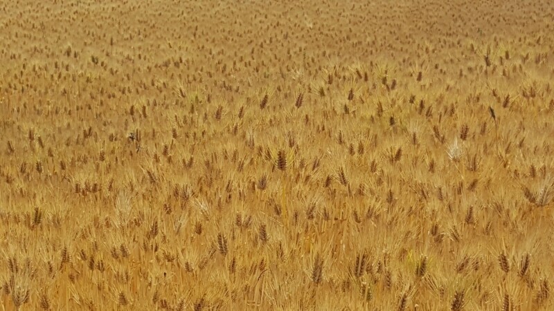 참거래농민장터,2023년 햇보리쌀 유기농 오색찰보리쌀 4kg