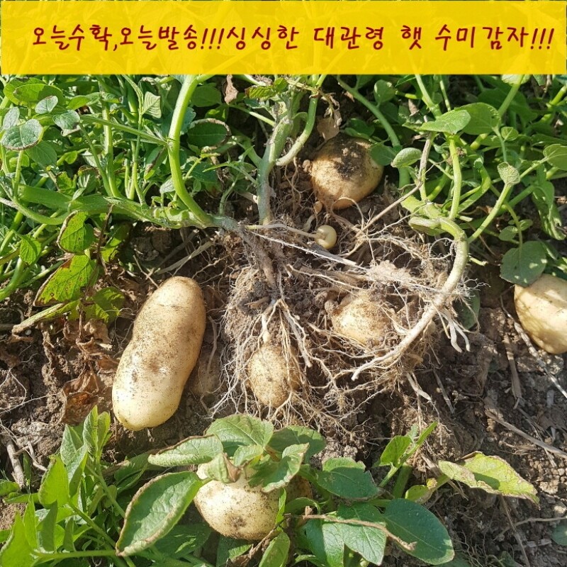 참거래농민장터,2023년6월 맑고깨끗한 바람으로 키운 대관령 햇 감자(노지감자)
