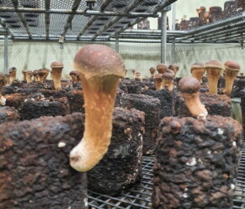 참거래농민장터,친환경 참송이버섯 1kg (고급 못난이 꼬마선택가능)
