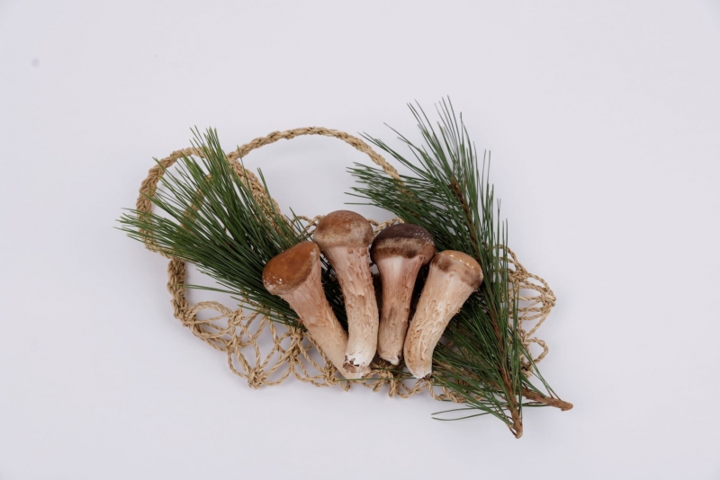 참거래농민장터,친환경 참송이버섯 1kg (고급 못난이 꼬마선택가능)