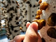 잇츠목이 - 무농약GAP인증을 받은 생 목이버섯 500g 1kg