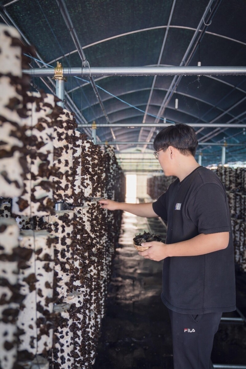 참거래농민장터,잇츠목이 - 무농약GAP인증을 받은 생 목이버섯 500g 1kg
