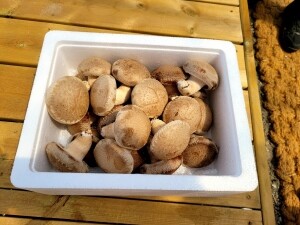 솔향기 버섯농장의 무농약 송화버섯1.5kg