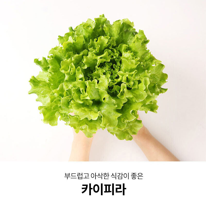 참거래농민장터,청미채 유럽 샐러드 상추 쌈 채소 버터헤드 카이피라 이자벨 로메인 1kg