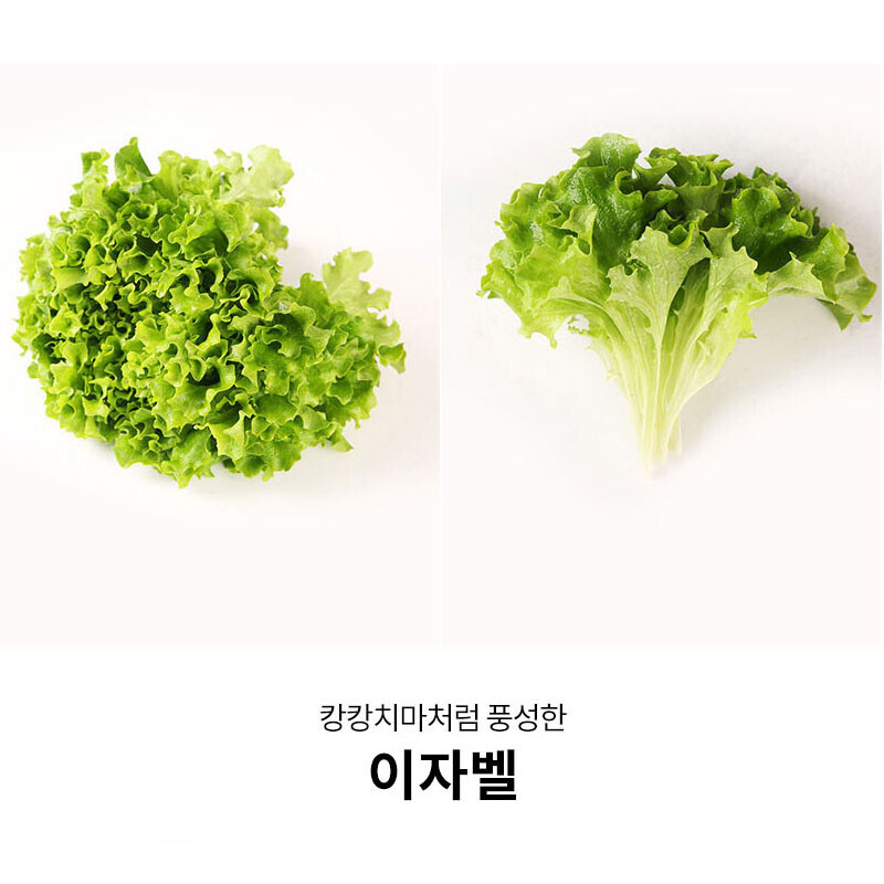 참거래농민장터,청미채 유럽 샐러드 상추 쌈 채소 버터헤드 카이피라 이자벨 로메인 1kg