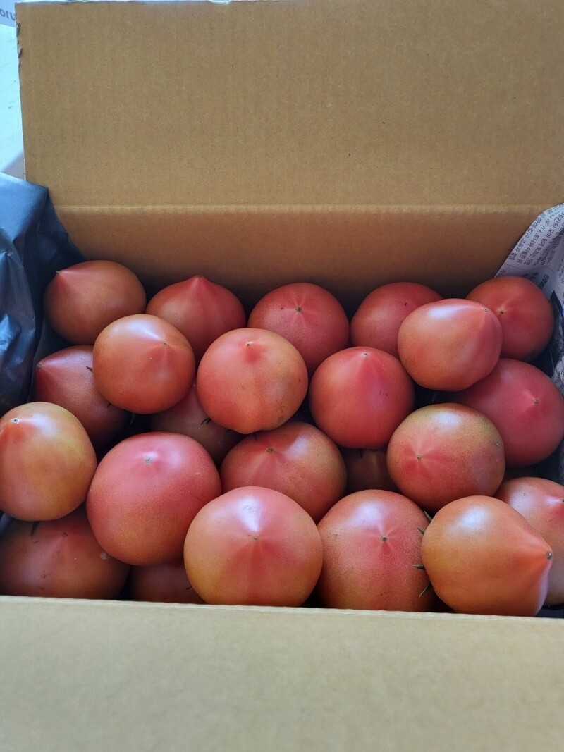 참거래농민장터,건강을 담은 유기농완숙토마토 크기혼합 5kg