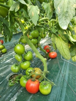 [매주월,목만 발송] 건강을 담은 유기농완숙토마토 크기혼합 (3kg, 5kg)