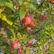 봉화 하늘아래 진하게 달콤한 사과 부사 (5kg, 10kg)