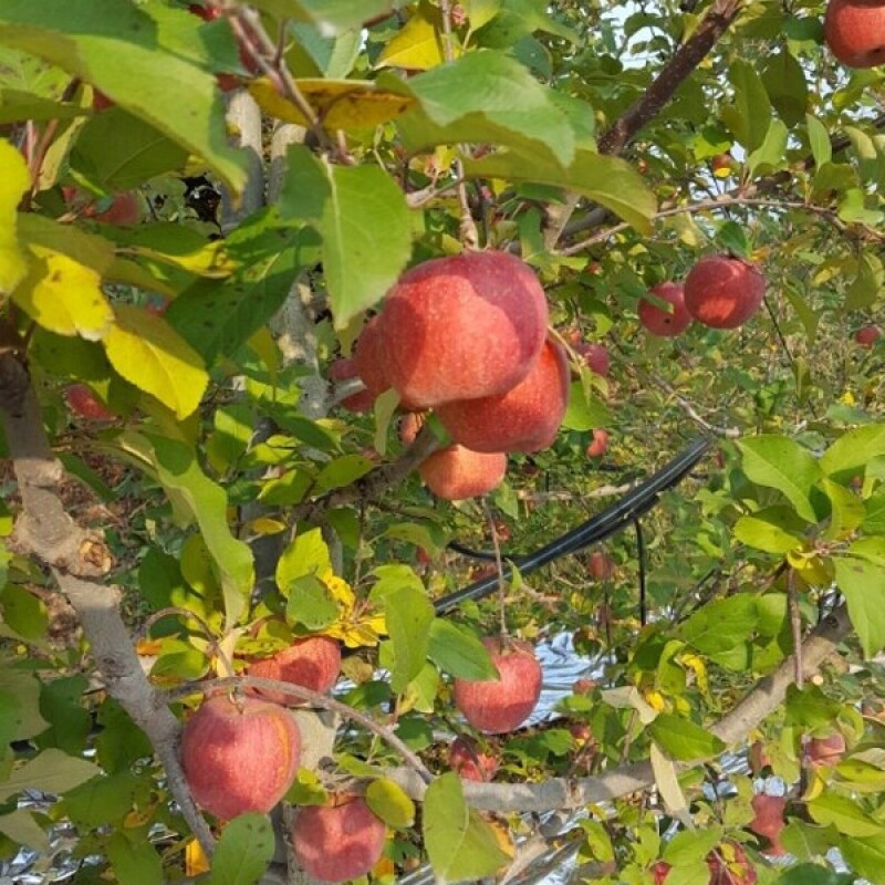 참거래농민장터,봉화 하늘아래 진하게 달콤한 사과 부사 (5kg, 10kg)