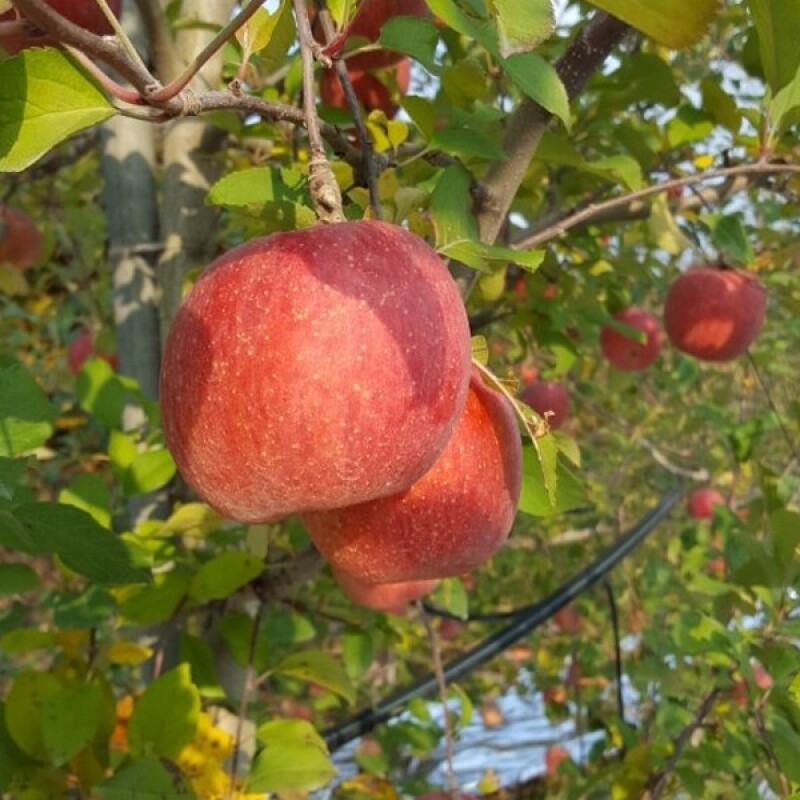 참거래농민장터,봉화 하늘아래 진하게 달콤한 사과 부사 (5kg, 10kg)