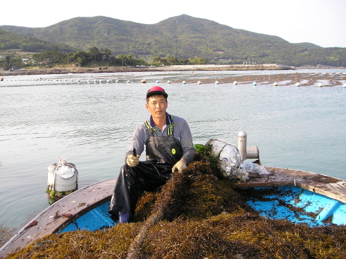 참거래농민장터,특품 완도 보길도 해풍에 건조한 건청각 250g 특상품