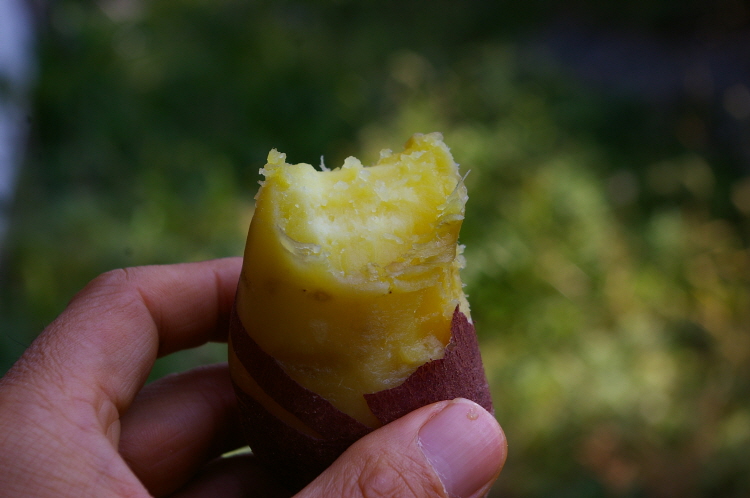 햇고구마 초특가할인 꿀고구마 전남 무안 호천농원 햇 유기농 달수 고구마 3kg