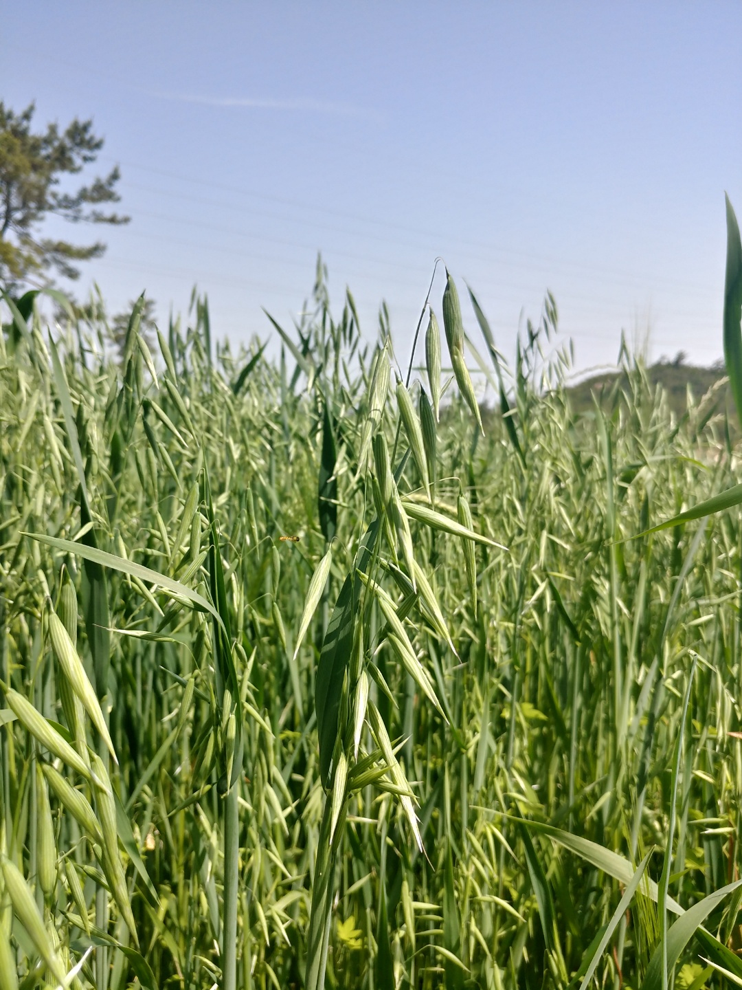 참거래농민장터,[산들바람] 국내산 유기농 2021년산 햇 귀리쌀 500g 1kg
