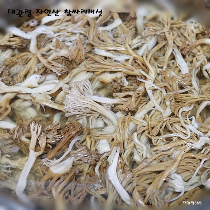 참거래농민장터,[10월4일이후 순차발송]2023년 9월 대관령에서 채취한 자연산 참 싸리 버섯 1kg