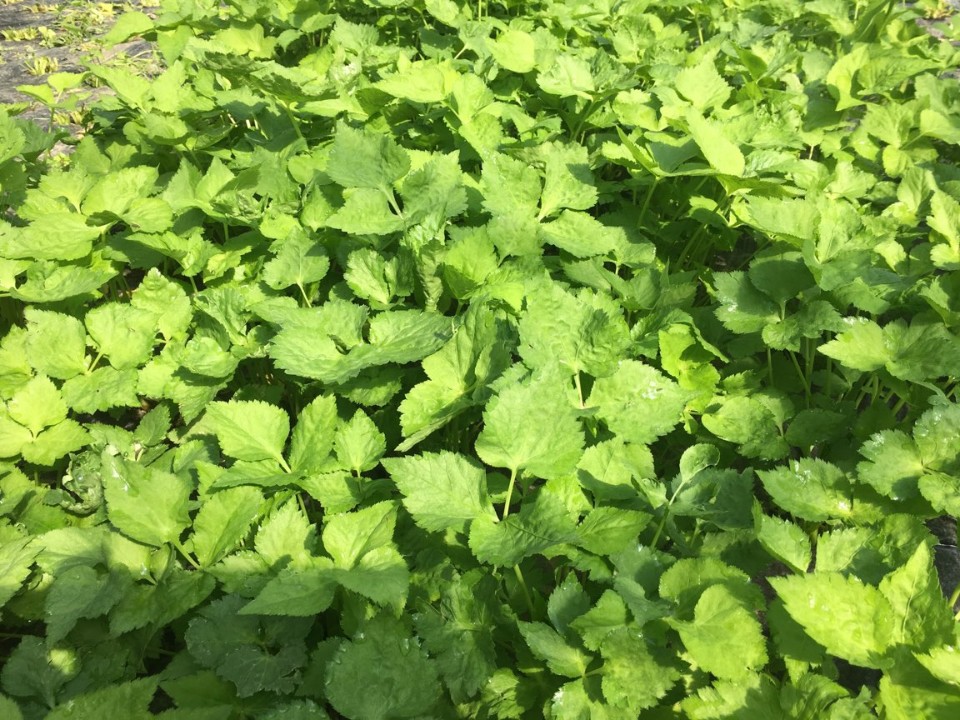 참거래농민장터,지리산텃밭 구례 김봉용님의 유기농 방풍나물 1kg (삼잎국화나물 추가가능)