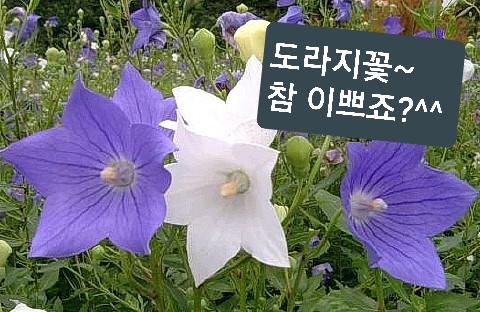 참거래농민장터,춘강 도라지분말 100g