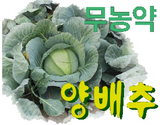 참거래농민장터,유기농 양배추 3kg/무료배송