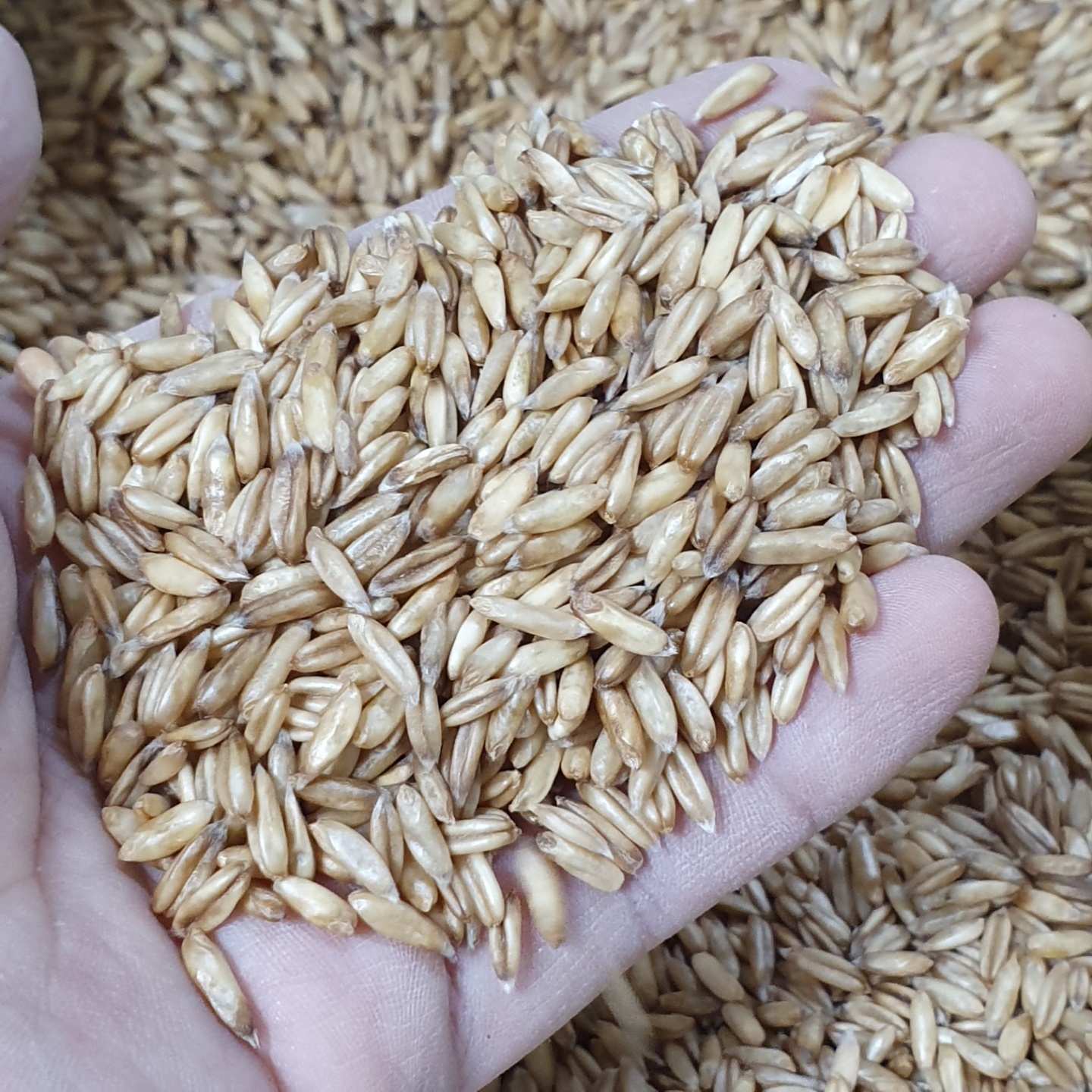 [산들바람] 국내산 유기농 2022년산 햇 귀리쌀 500g 1kg