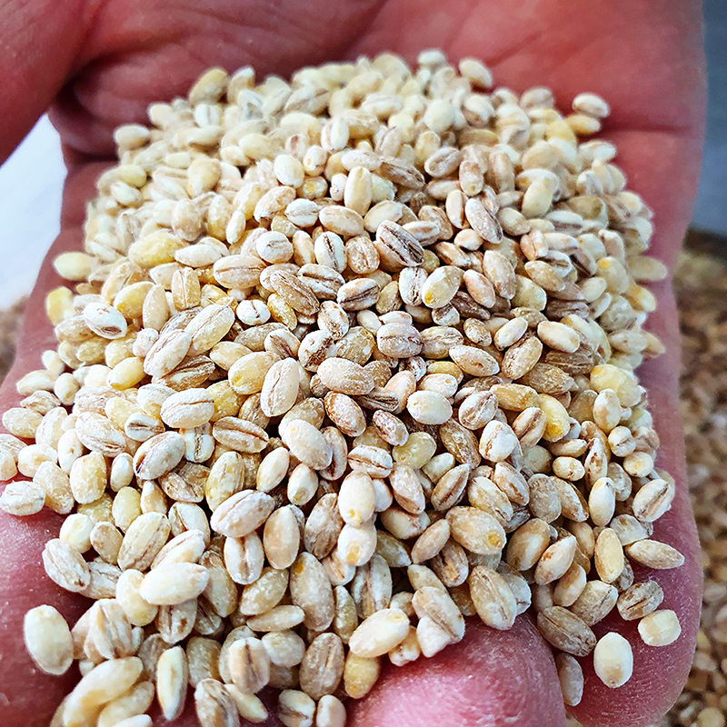 참거래농민장터,산들바람 국산 유기농 늘보리쌀 검정 찰보리 3+1 4kg